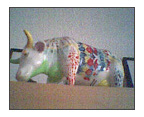 cow parade!