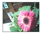 gerbera daisy