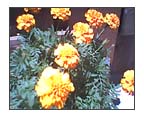 marigolds?